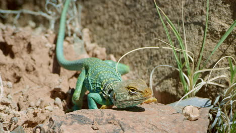 close up collared lizard quickly moving up and down