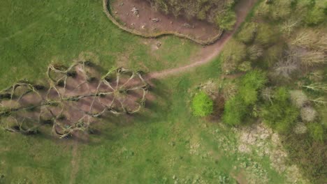 4K-willow-cathedral-live-sculpture-made-of-willow-trees-in-Taunton-Somerset,-60fps-drone-rotating-to-the-left-over-the-tree-cathedral