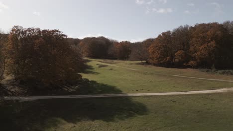 a drone footage over the beatiful beech forest of canfaito with autumn colors