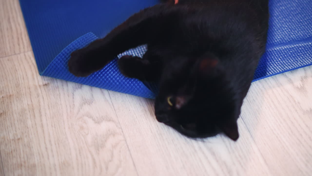 Active Cat Exploring Colorful Surface, Playful Feline Interacts With Textured Indoor Environment, Energetic Feline Enthusiastically Enjoys Lively Play On Colorful And Textured Interior Flooring