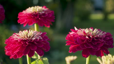 Wine-red-zinnia-blossoms-in-garden-in-gentle-wind-breeze