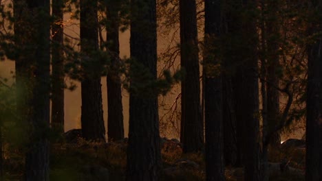 Sunset-in-a-forest-in-Sweden.-Close-up