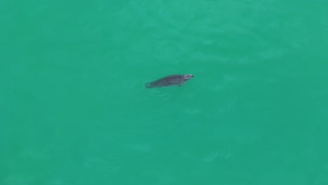 Aerial-shot-overhead-of-a-seal-breathing-and-diving-into-the-depths-in-iceland