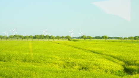 panoramic views of wind farm: many wind turbines against blue sky, green rapeseed fields