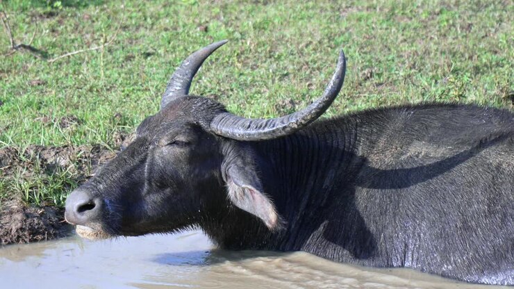 Bufalo d'acqua che riposa in acque poco profonde nel Parco Nazionale di Yala, Sri Lanka.
