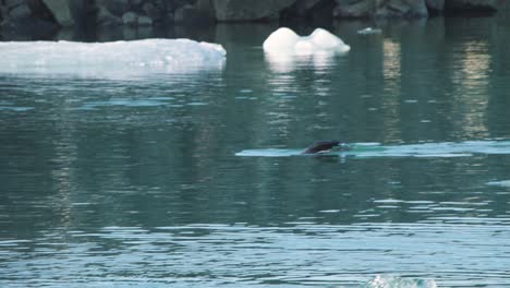 Foca-Nadando-En-Agua-De-Mar-Entre-Témpanos-De-Hielo,-Sumergiéndose-Bajo-El-Agua