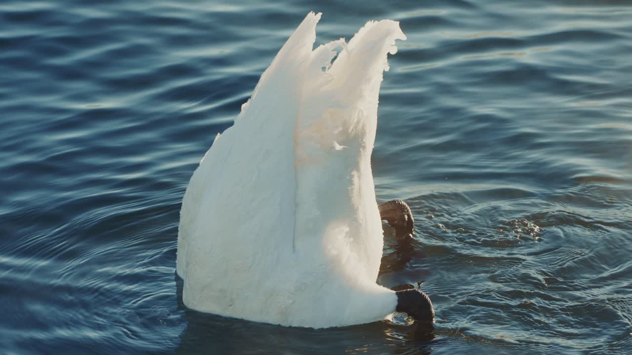 Swan feeding in water
