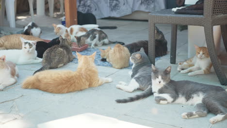 many cats relaxing outdoors