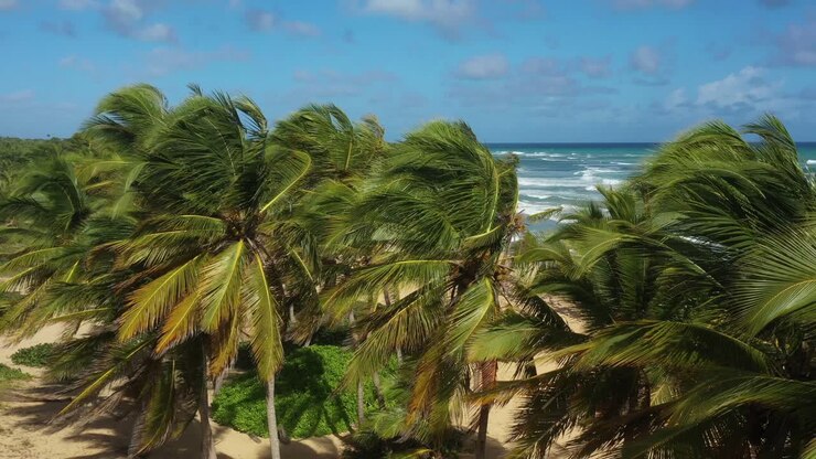 Tropical Beach Paradise: Palm Trees, Ocean Waves, and Sunny Skies