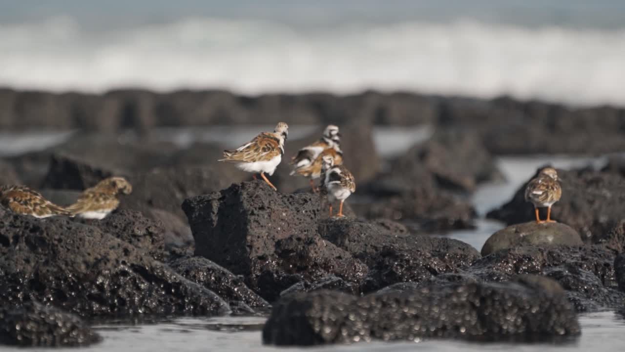 A captivating video showcasing various bird species in the Galápagos Islands, Ecuador