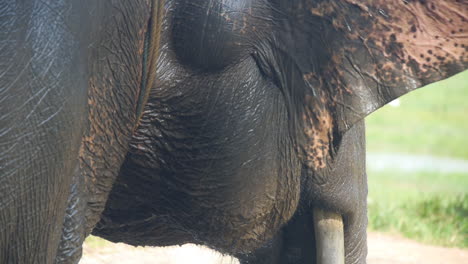 sumatran elephant emerges from the water glistening, slow motion