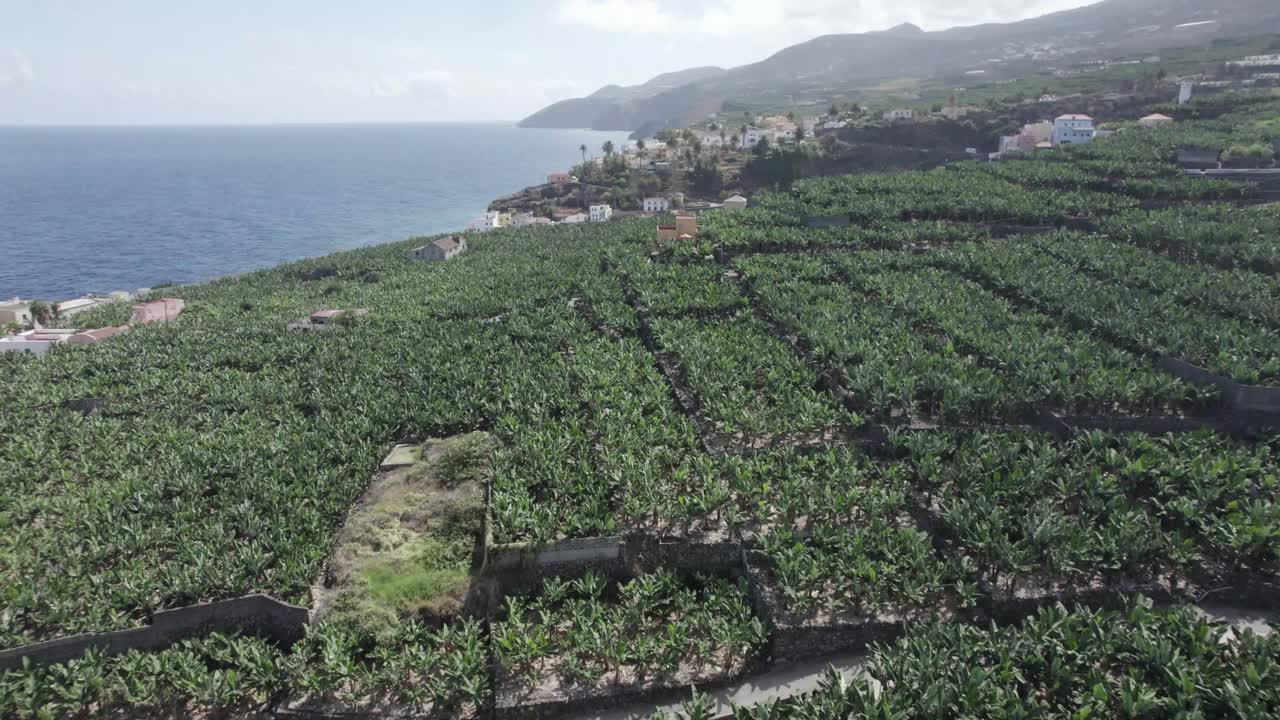 Bananplantage ved kysten af La Palma-øen før vulkanudbruddet i Spanien.
