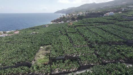 banana plantation at the coast of la palma island before the volcanic eruption in spain