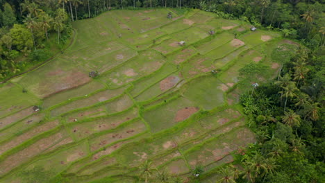 Neigende-Luftaufnahme-Von-Großen-überfluteten-Reisfeldern-Mit-Kleinen-Bauernhäusern-Im-Ländlichen-Bali