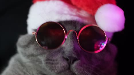 a scottish cat in sunglasses and a santa suit dances for the camera a scottish cat in sunglasses and a santa suit dances for the camera a beautiful cat in glasses poses on a black background video
