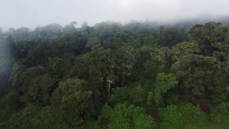 a breathtaking aerial drone shot capturing the vast expanse of a tropical rainforest blanketed in thick mist on a cold, overcast day