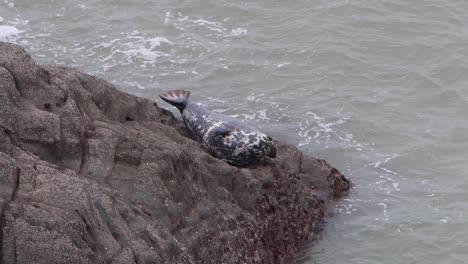 grey seal halichoerus grypus hauled out on rock