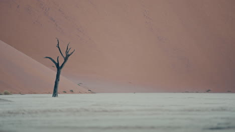dead tree in the namib desert