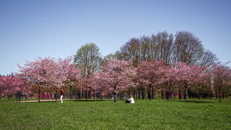 people visiting the cherry blossom trees in the park during springtime in riga, latvia