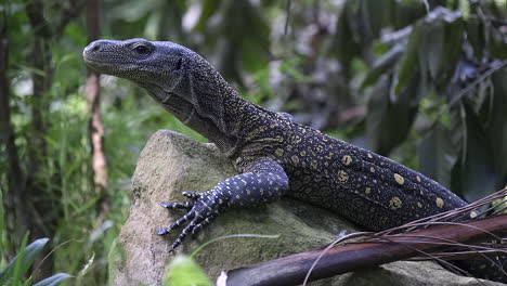 raro monitor de cocodrilo acostado sobre una roca