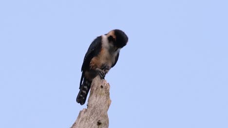 el falconet de muslo negro es una de las aves rapaces más pequeñas que se encuentran en los bosques de algunos países de asia