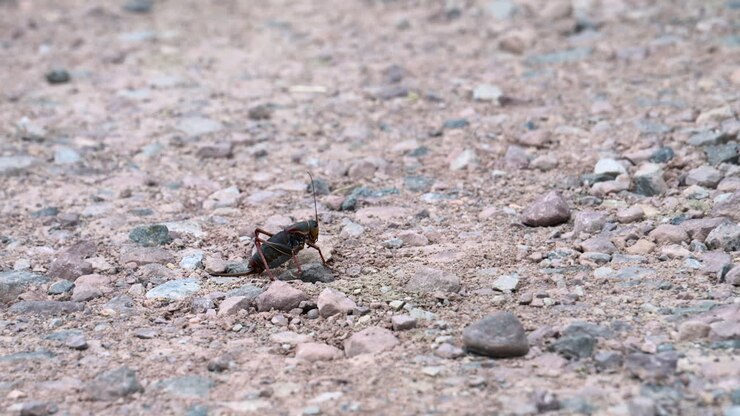 Cicada sitting on a concrete ground