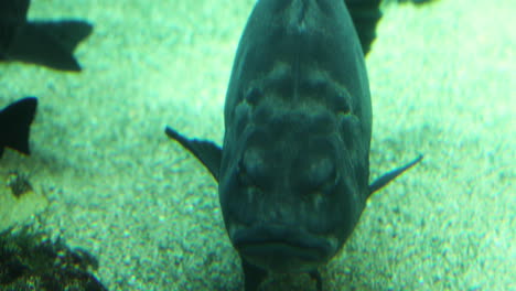 lubina gigante pez negro grande en el fondo del fondo del océano