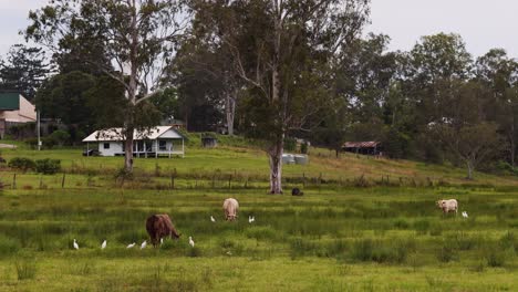 vacas y pájaros coexisten pacíficamente en el paisaje rural