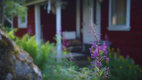 purple flower growing in garden of a red swedish summer house