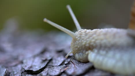 helix pomatia also roman snail, burgundy snail