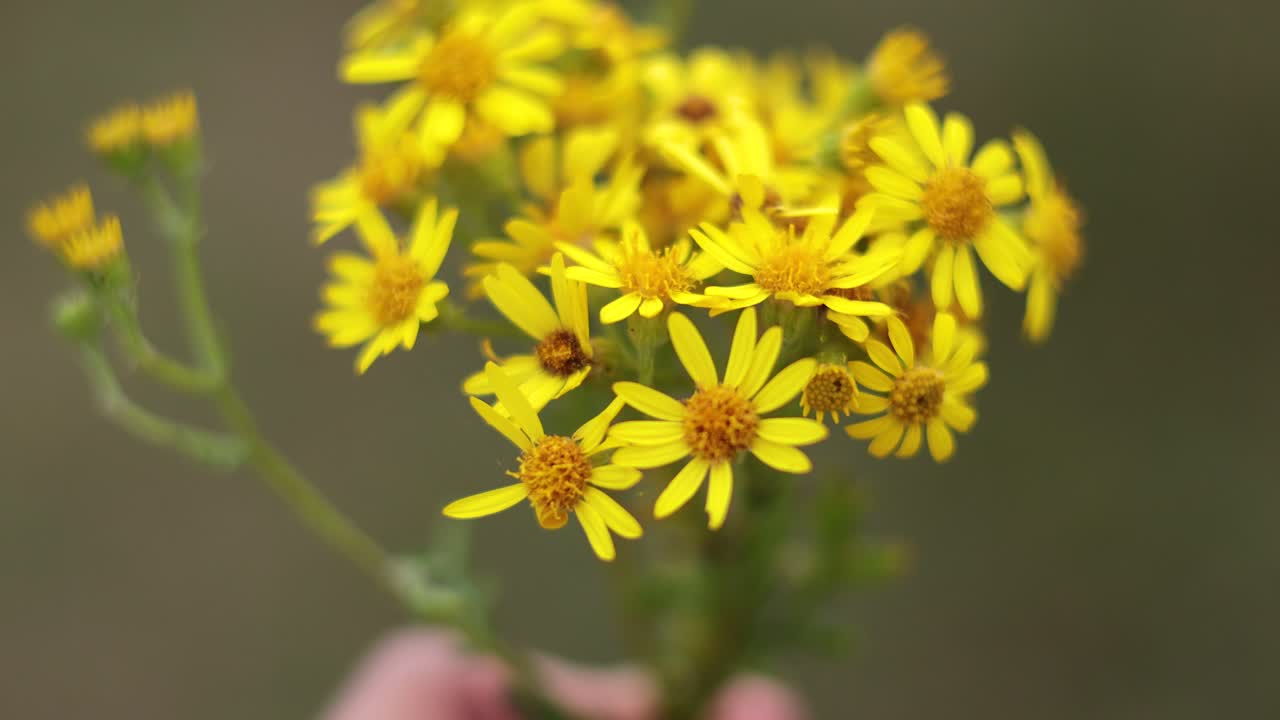 Primo piano di un fiore giallo di senecio in fiore