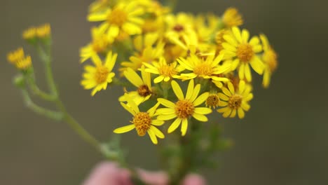 close-up of yellow ragwort flower in bloom