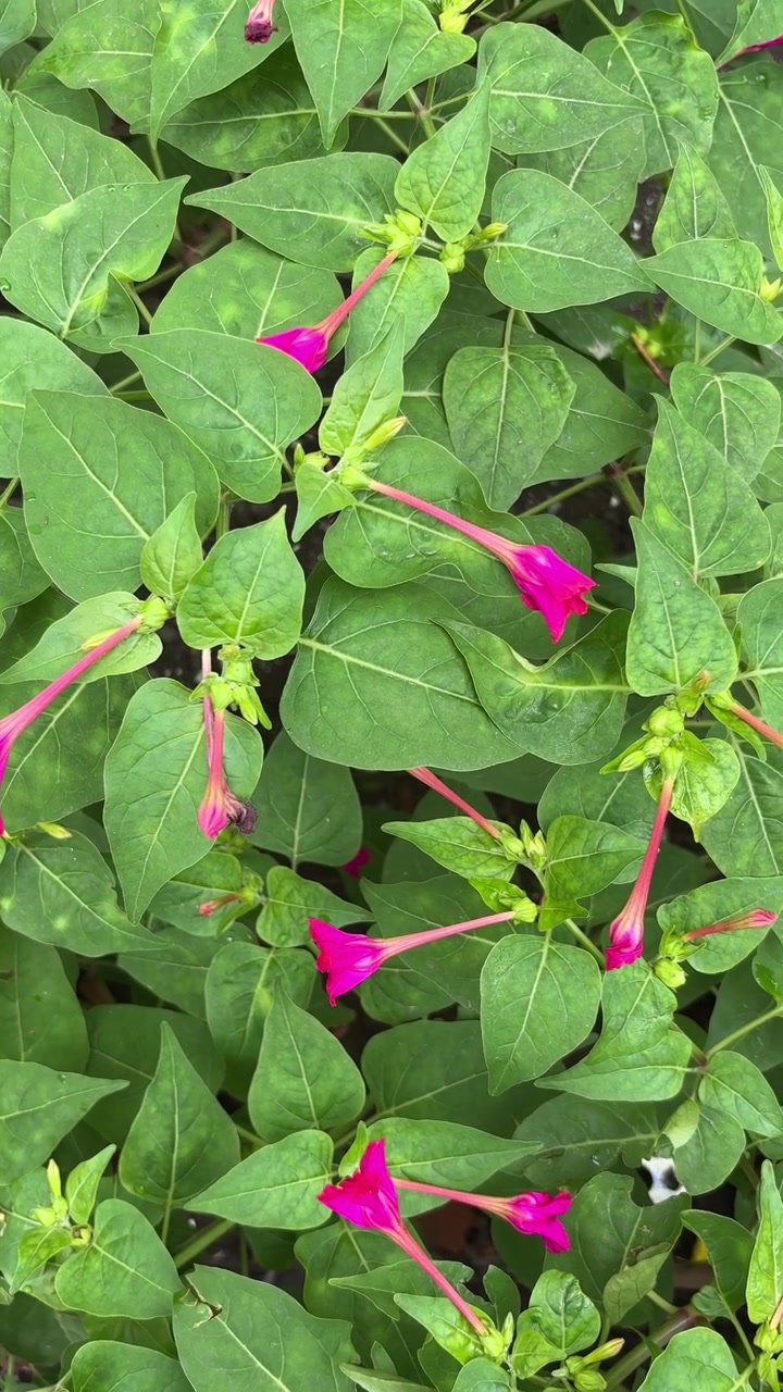 Time-lapse di vivaci fiori rosa
