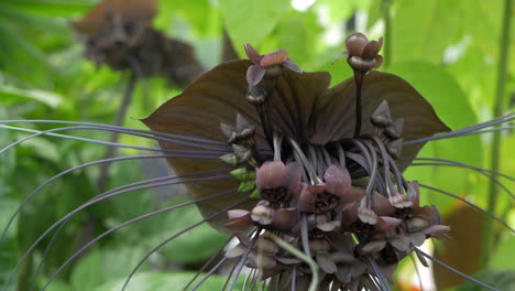 tilt down, tacca chantrieri, black bat flower in full bloom