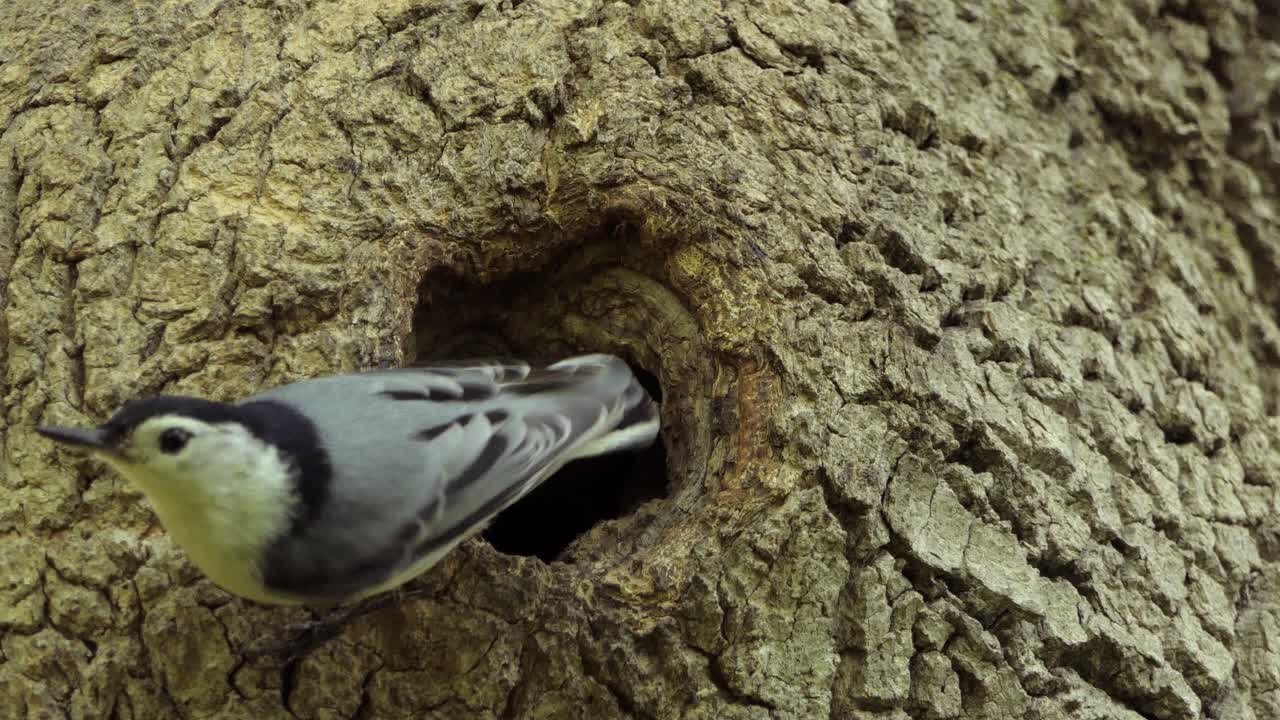 trepatroncos de pecho blanco saliendo del nido de la cavidad del árbol