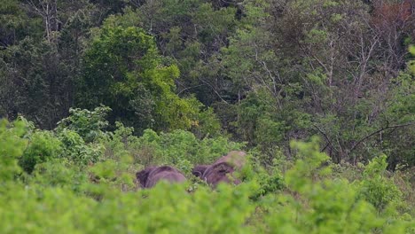 The-Asiatic-Elephants-are-endangered-species-and-they-are-also-residents-of-Thailand