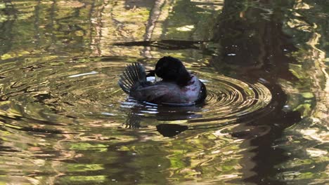 duck gracefully gliding in a serene pond