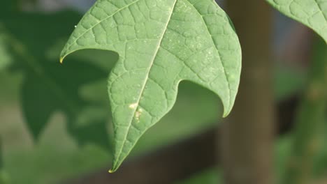 papaya leaves in the morning