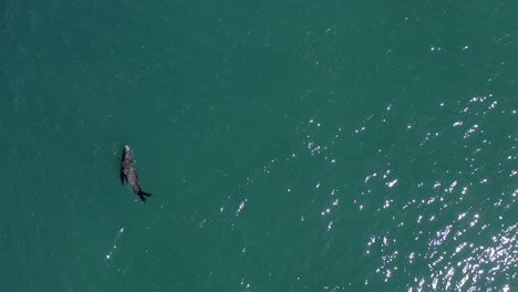 lobos marinos comiendo pescado en los cabos