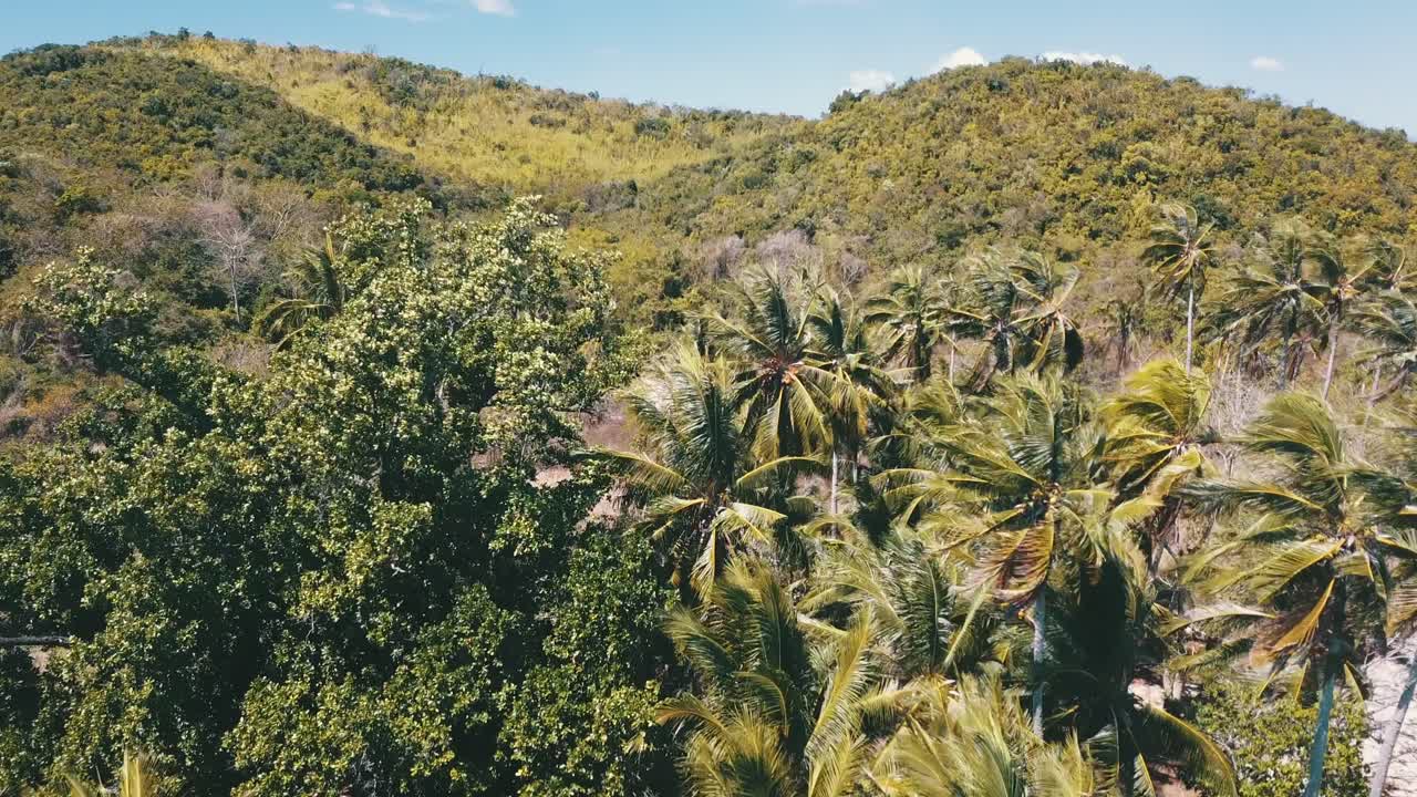 algo de viento en las palmeras de una isla