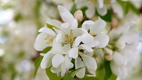 macro close up of beautiful white blossoms on a warm spring morning