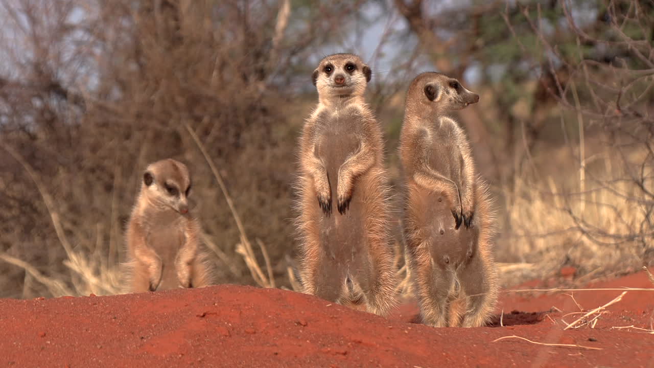 Close-up de suricatos em pé em sua toca no Kalahari.