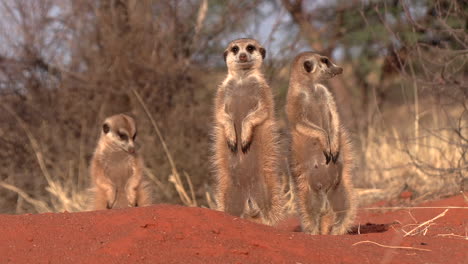 close up of meerkats standing upright on their burrow in the kalahari