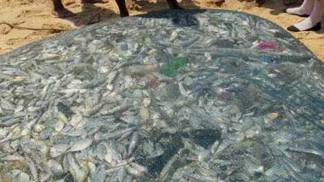 Red-De-Pesca-Llena-De-Peces-Aún-Vivos-En-Una-Ciudad-En-La-Costa-De-Ghana,-África