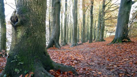 Herbstwald-Tiefer-Wald-Herbstlaub-Lebendige-Ländliche-Landschaft-Dolly-Quer-Durch-Die-Herbstblatt-Waldbodenszene