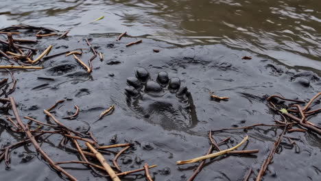 animal footprint in muddy water