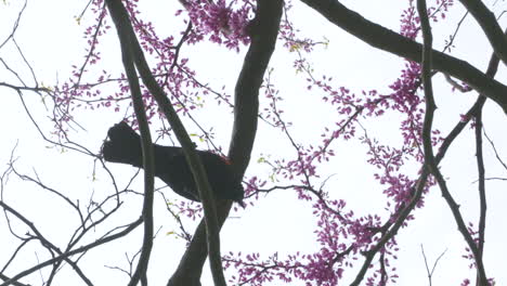 Looking-up-at-a-blackbird-in-a-vibrant,-pink-tree-as-he-flies-away