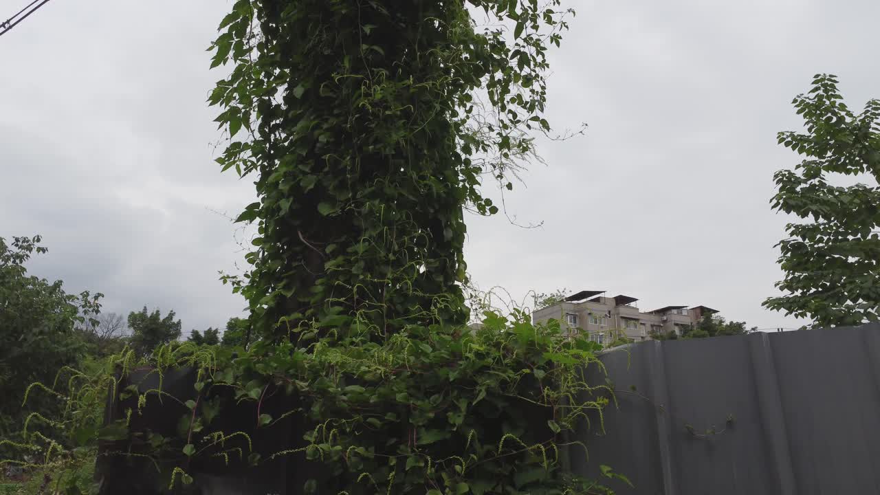 Plants are crawling all over the wire stakes on the wasteland