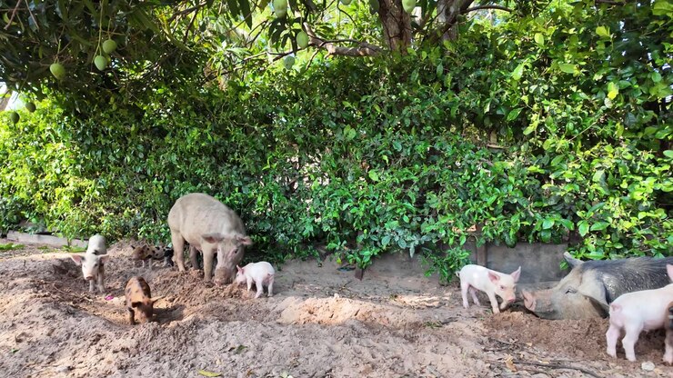 heartwarming scene of a sow and her cheerful piglets exploring their farm home