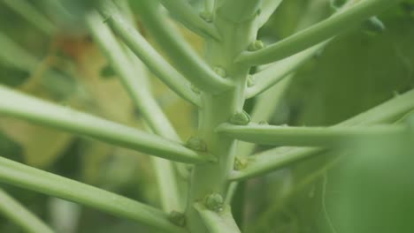 tiny young brussels sprouts growing on stalk